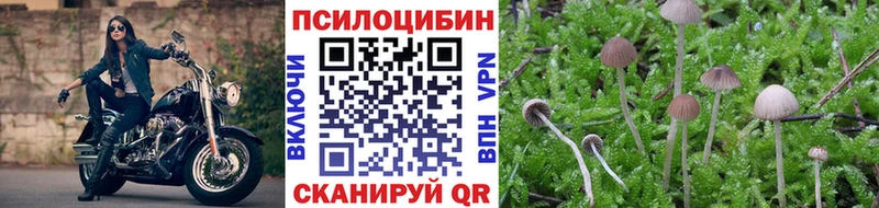 где найти Зима Галлюциногенные грибы Magic Shrooms